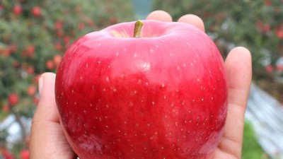 🍎 햇살 가득 머금은 청송사과햇홍로10kg, 후회 없는 선택이 될 거예요!